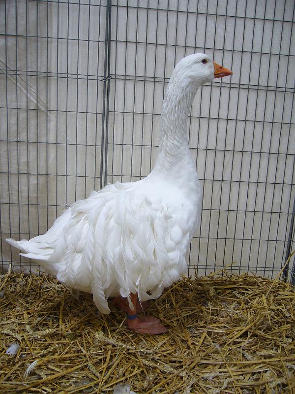 Hannover 2008 130.jpg - Lockengans weiss